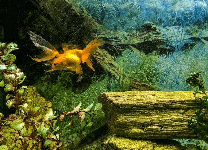 Driftwood u tanku