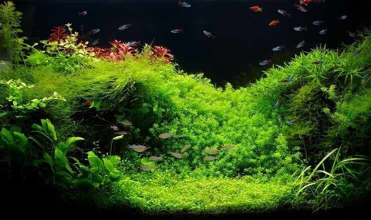 Akvarij od 75 galona
