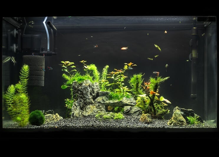 Dugi akvarij od 20 galona