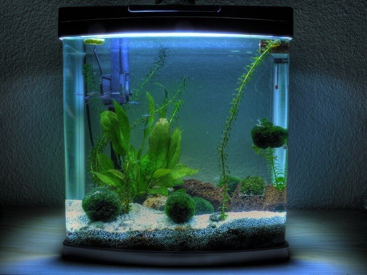 Akvarij od 3 galona