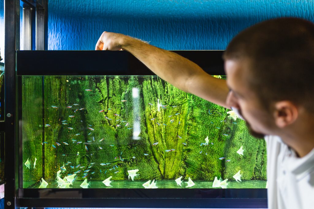 Kako se riješiti algi u akvariju