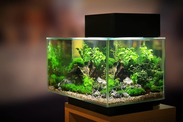 Akvarij od 20 galona