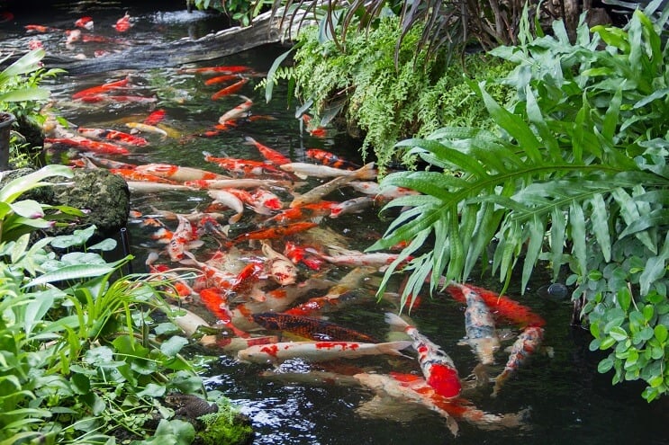 Koi ribnjak