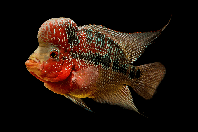 Cvjetni rog Cichlid