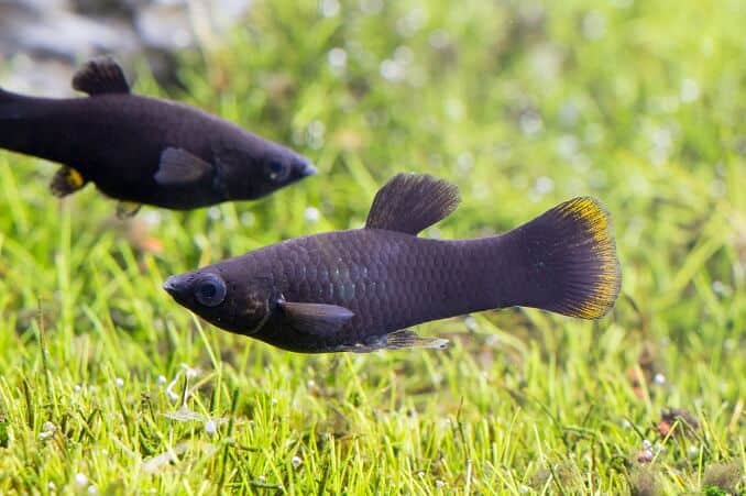 Crni Mollies