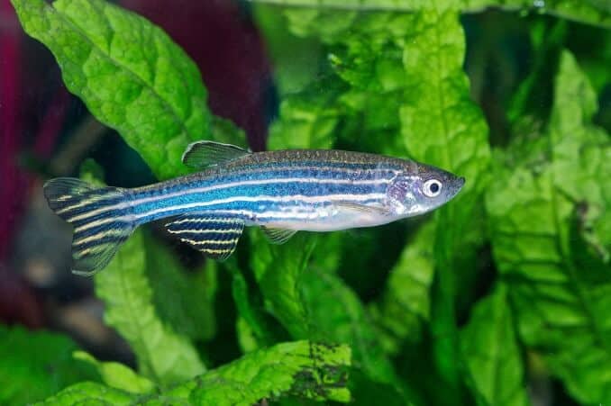 Riba zebra (Danio)