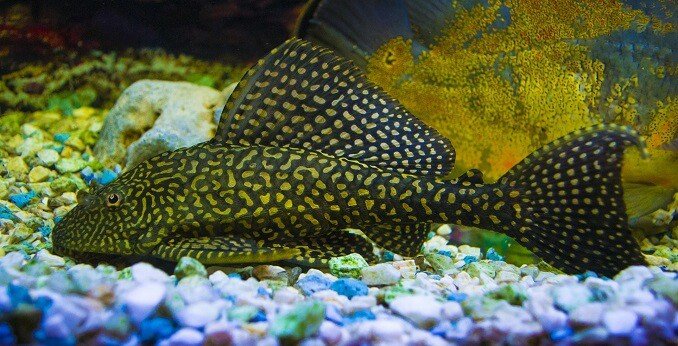 Jedrilica Pleco