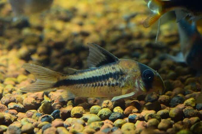 Som Corydoras