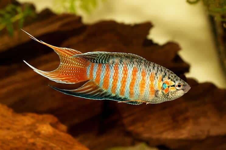 Rajski Gourami