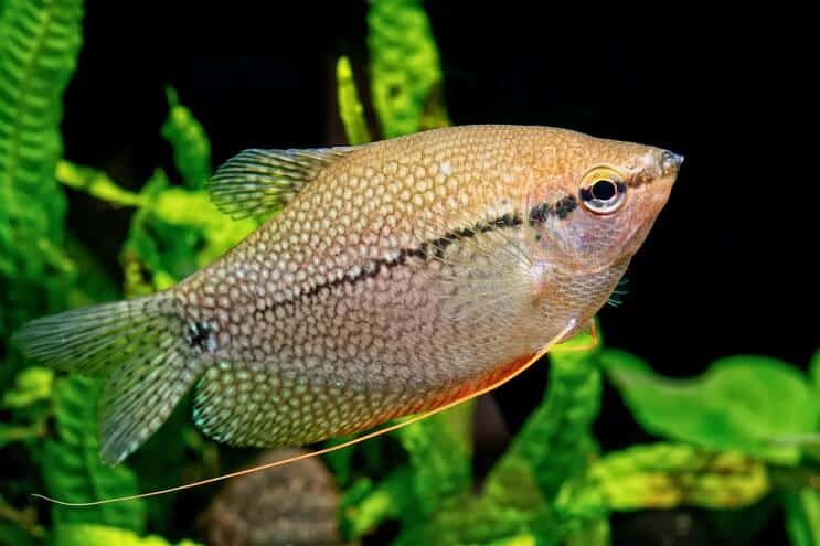 Biser Gourami