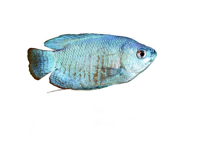 Prah plavi Gourami