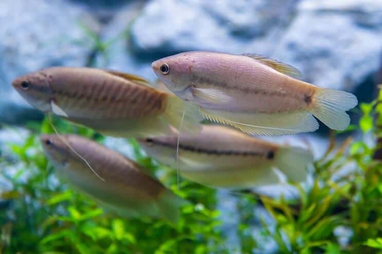 Zmijska koža Gourami