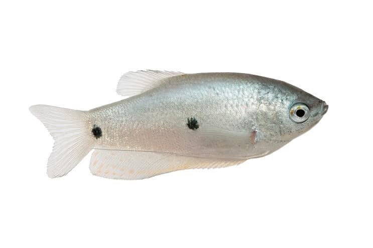 Gourami s tri mjesta
