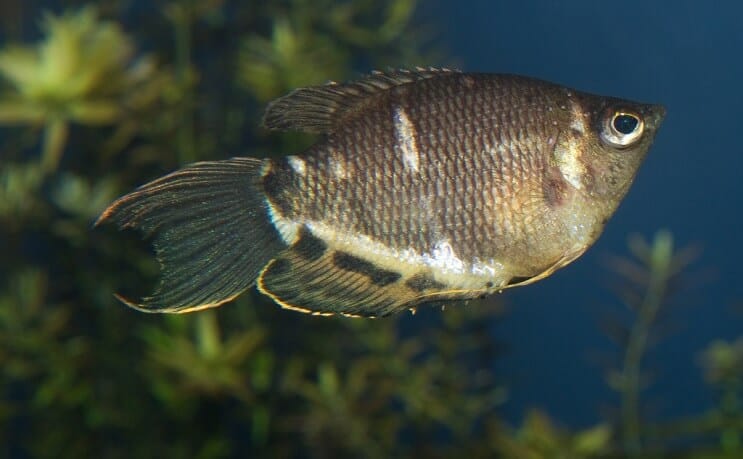 Čokoladni Gourami