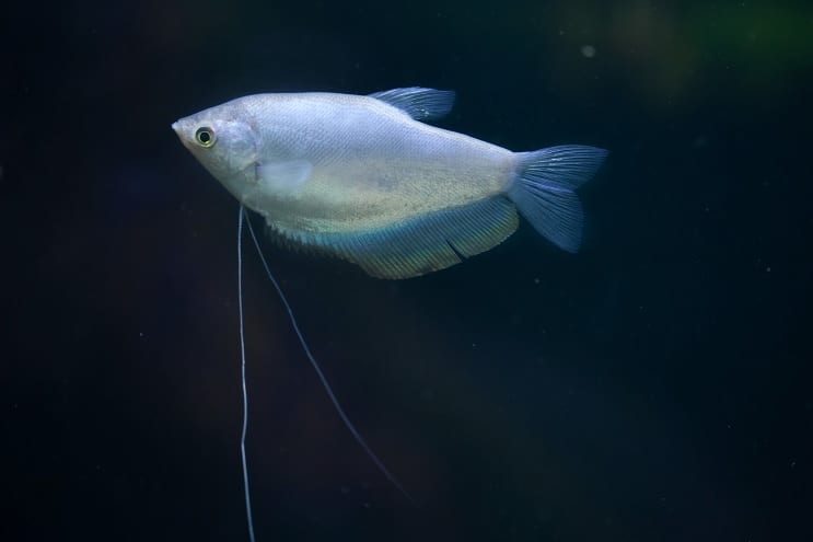 Mjesečina Gourami
