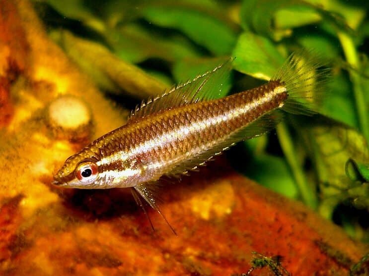 Sladić Gourami
