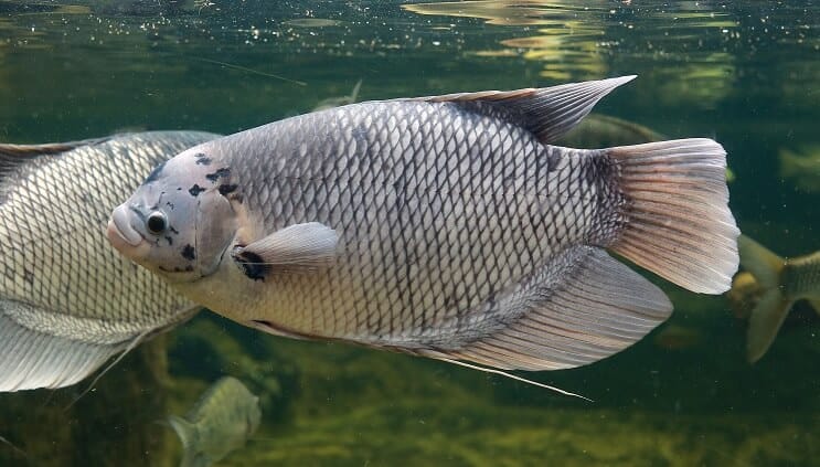 Divovski Gourami