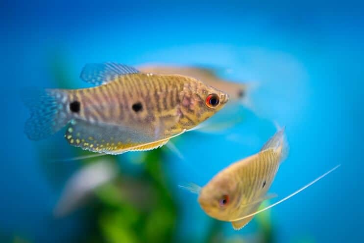 Plavi Gourami