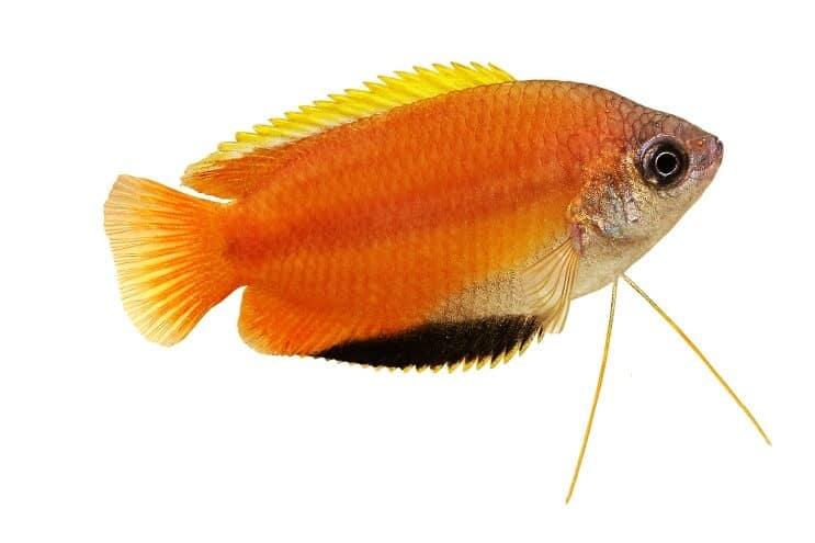 Medeni Gourami