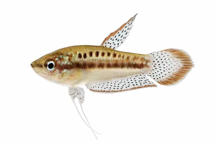 Pjenušavi Gourami