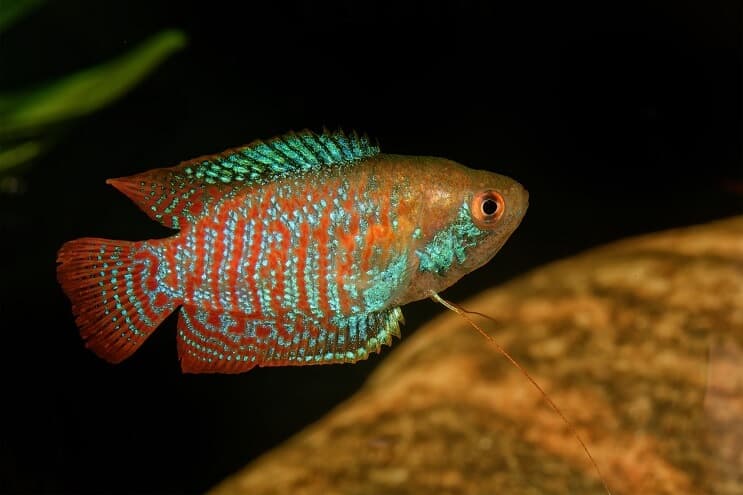 Patuljak Gourami