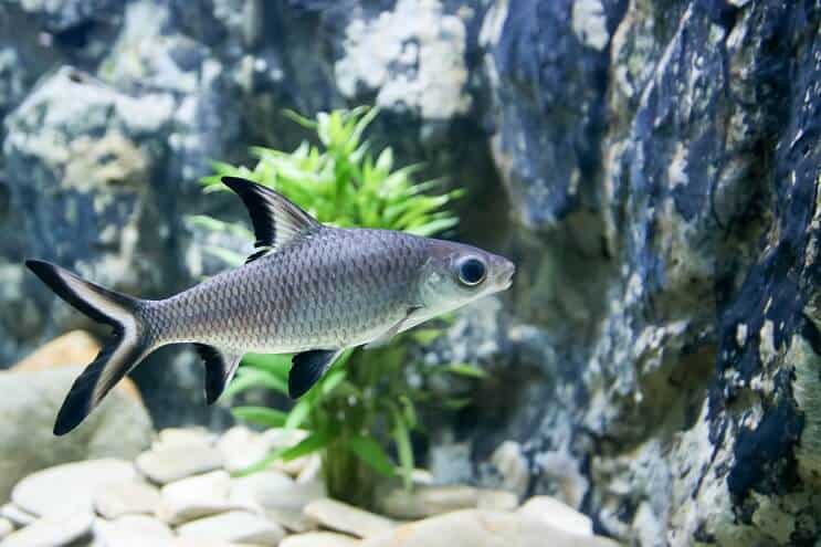 Bala Shark Plivanje