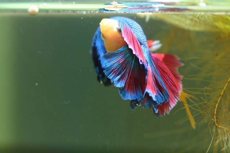 Bettas uzgaja više