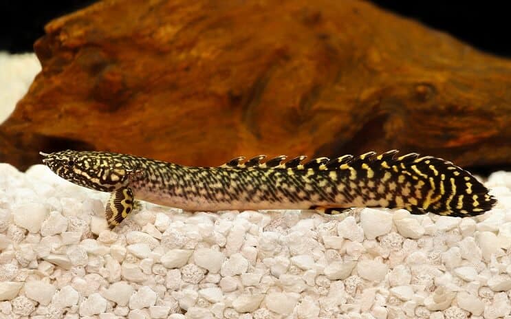 Kićeni Bichir