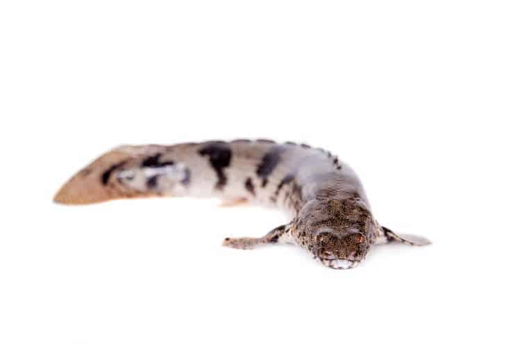 Osedlani Bichir
