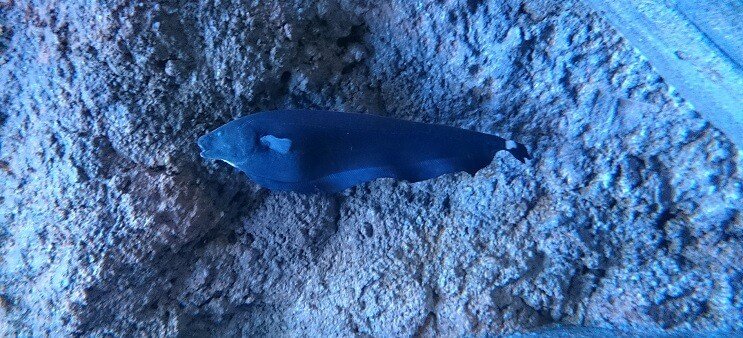 Ghost Knifefish Kupanje