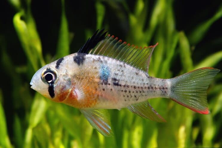 Bolivijski Ram