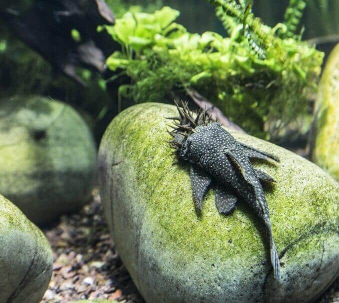 Izgled bristlenose Pleco