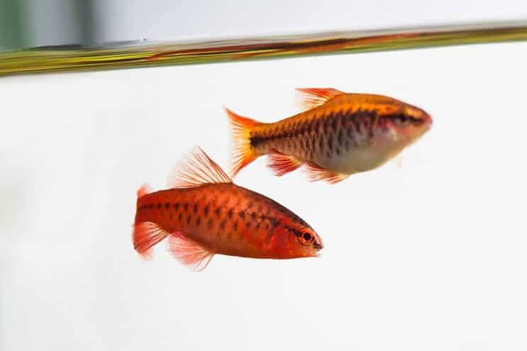 Izgled Cherry Barb