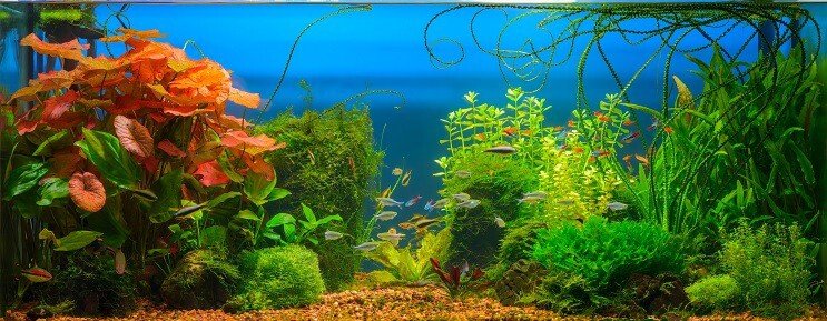 Cherry Barb spremnici Mates