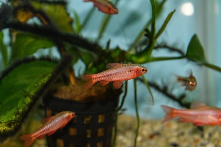 Trešnja Barb Juvenile