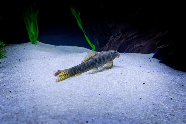 Pregled kineskih algi