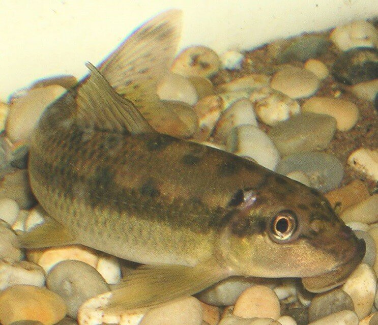 Kineski aljojed