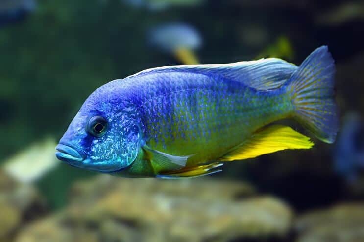 Paun Cichlid