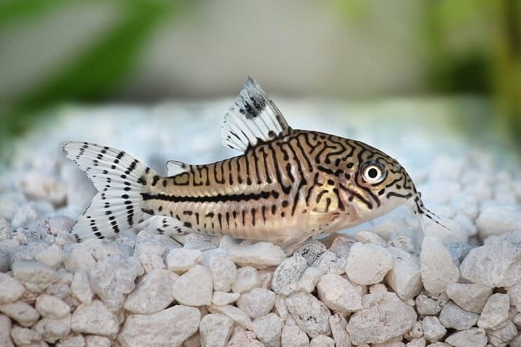 Pregled soma Cory