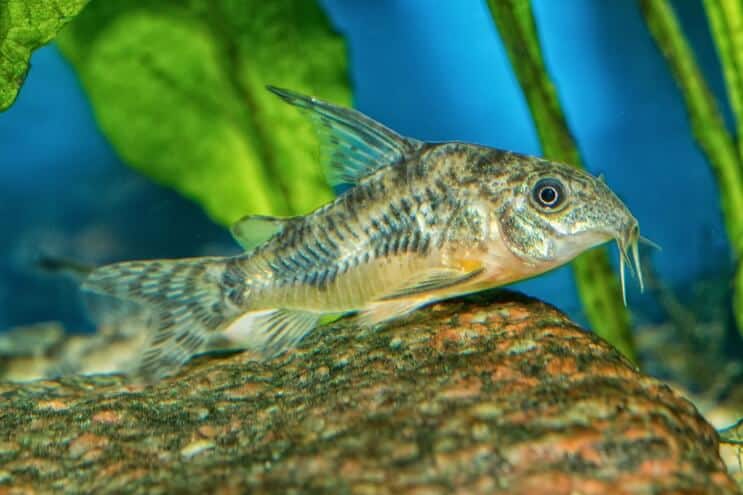 Izgled soma Coryja