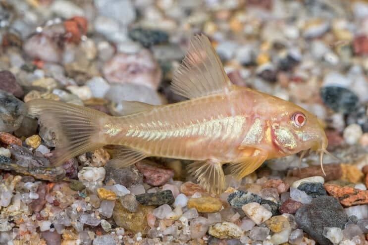 Som Albino Cory