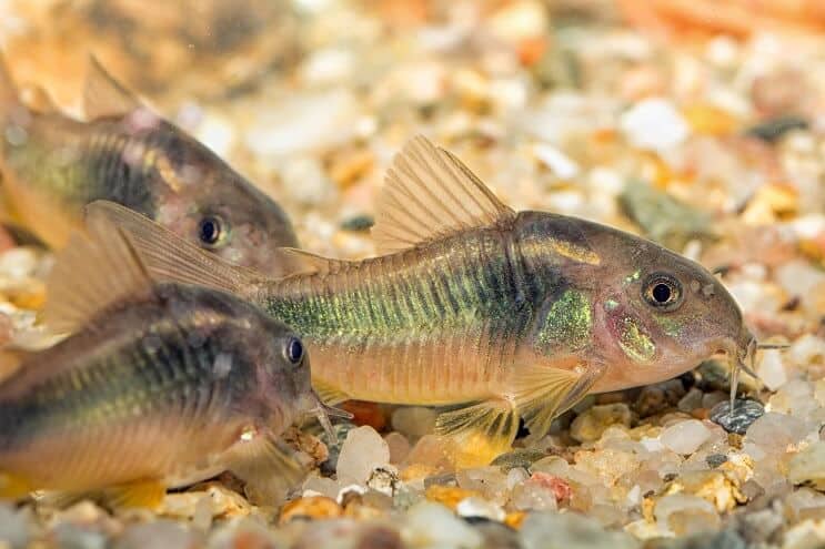 Zeleni Cory som