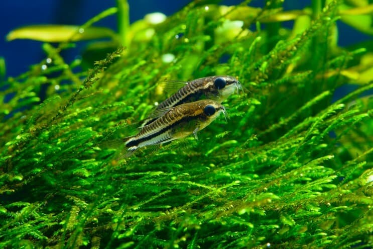 Dva Cory soma