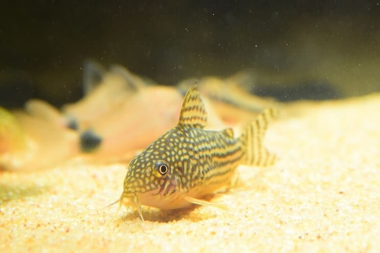 Som Cory