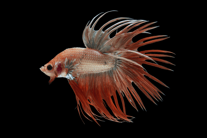 Uzgoj Betta