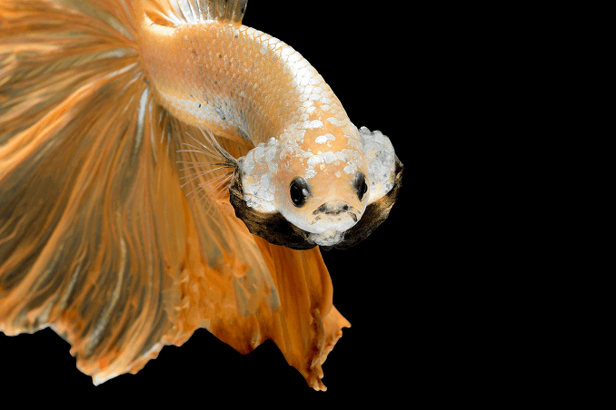 Izgled Crotata Betta