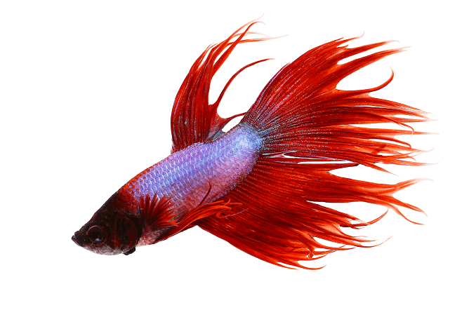 Ponašanje Crowntail Betta