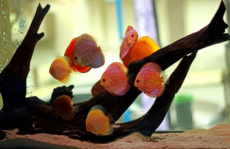 Stanište Discus Fish