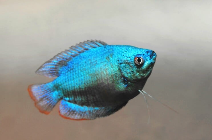 Patuljasti izgled Gourami