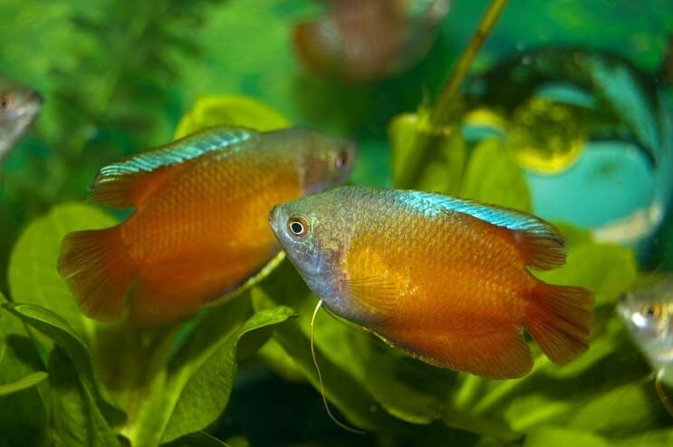 Dva patuljka Gourami